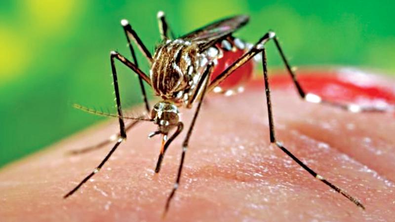 রাজধানীতে চিকুনগুনিয়ার বাহক এডিস মশা নিধনের উদ্যোগ