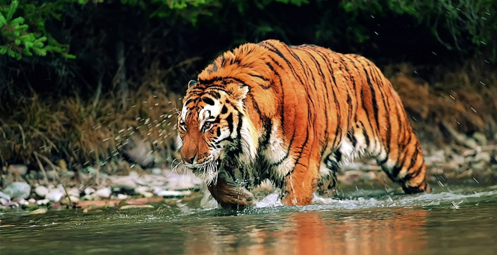 সুন্দরবনে খাবার নেই লোকালয়ে নামছে বাঘ