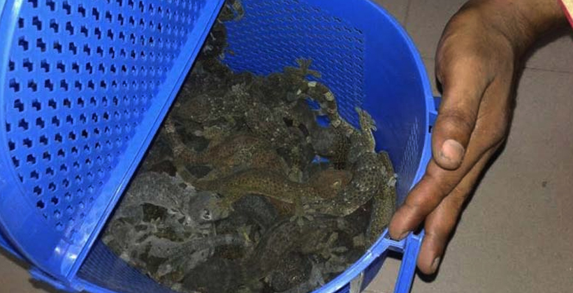 ৪৯ তক্ষকসহ রাজধানীতে আটক ৪