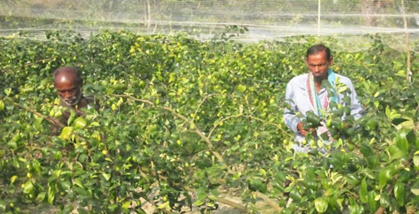 মাল্টা চাষে বাম্পার চাষীরা