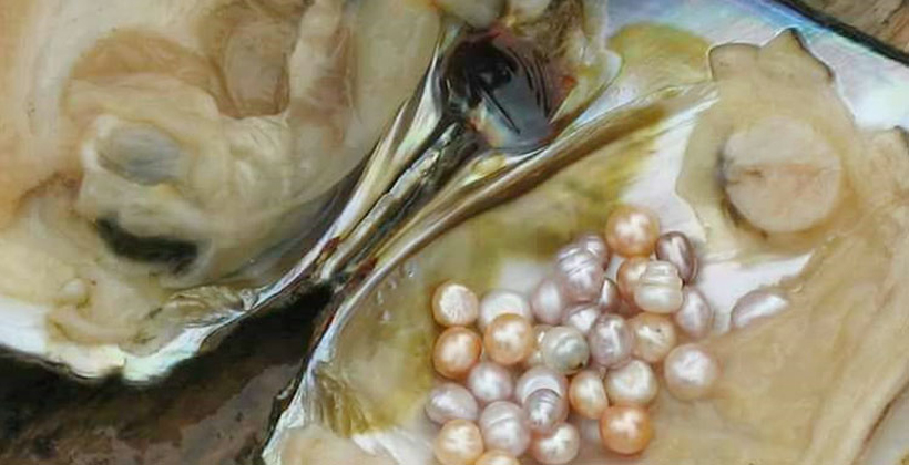 ঝিনুক চাষে সফলতার হাতছানি