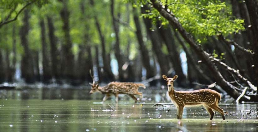 ১৪ ফেব্রুয়ারি সুন্দরবন দিবস