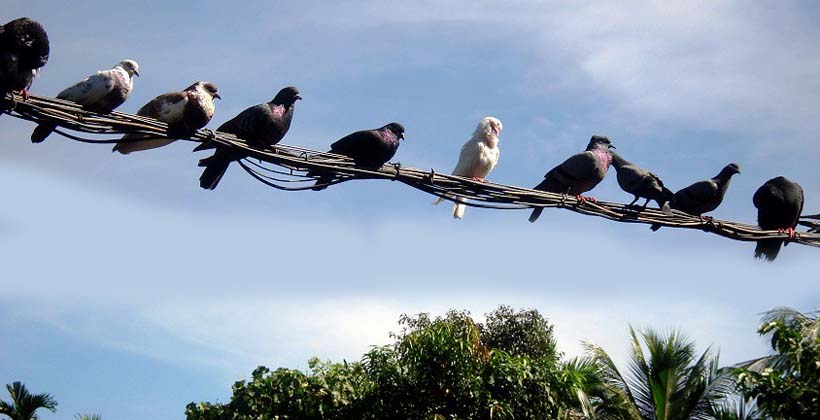 নাগরিক নিরাপত্তা ও আইনের শাসন