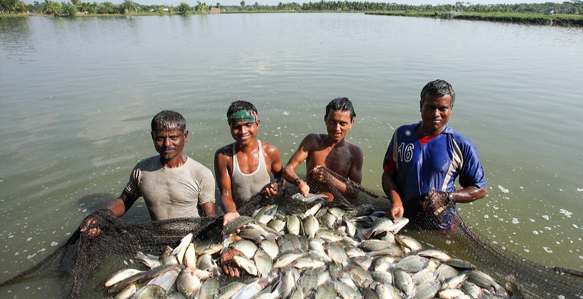 মৎস উৎপাদনে বিশ্বে অষ্টম বাংলাদেশ