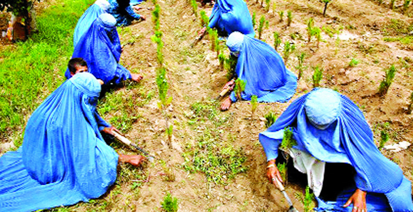 গ্রামীণ অর্থনীতিতে নারীর অবদান