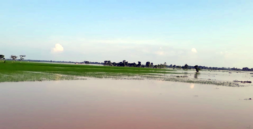 জলে ভাসছে ২ হাজার হেক্টর আমন খেত