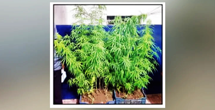বাড্ডায় বাসার ছাদে দুই ভাইয়ের গাঁজা বাগান