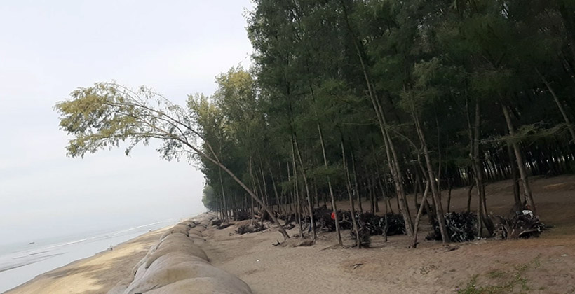 কক্সবাজার সৈকতের ঝাউবাগান সৌন্দর্য হারাচ্ছে