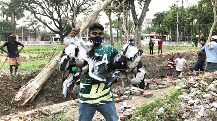 রামেকে গাছ কাটায় শতাধিক শামুকখোলের বাচ্চার মৃত্যু
