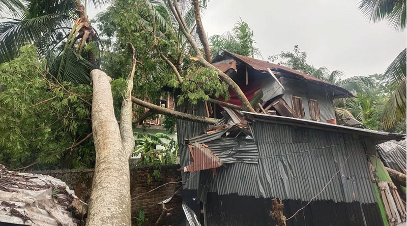 ঝড়ে বেশি উপড়ে পড়েছে চম্বলগাছ, ৭০ লাখ টাকার বেশি ক্ষতি