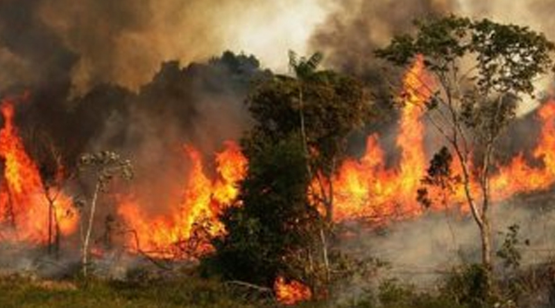 অবশেষে সুন্দরবনে অগ্নি নির্বাপনের কাজ শুরু