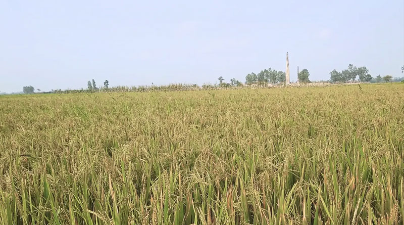 ইটভাটার ধোঁয়ায় ঝলসে গেছে ৬০ একর জমির ফসল