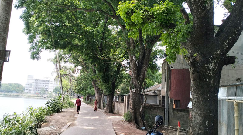 লেকের সৌন্দর্য বাড়াতে কাটা হবে ৩১ গাছ