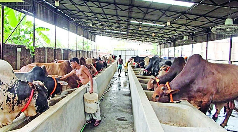 ফেনীতে কোরবানির গরু লুট, খামারে খামারে আতঙ্ক