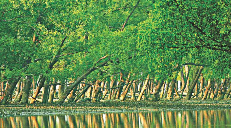 সুন্দরবনে কুমিরের আক্রমণে মৌয়ালের মৃত্যু