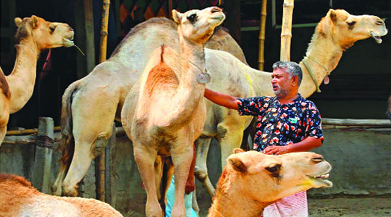 চমক দেখাচ্ছে উট-দুম্বা
