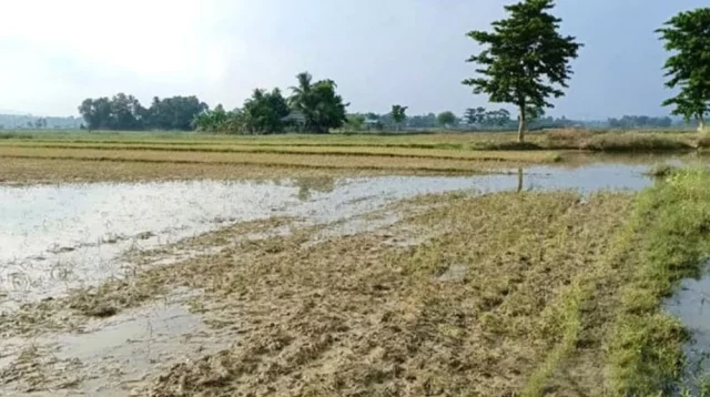 লক্ষ্মীপুরে বন্যা ও জোয়ারের পানিতে ফসলের ব্যাপক ক্ষয়ক্ষতি