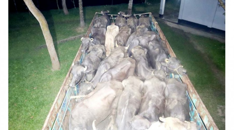 ব্রাহ্মণবাড়িয়া থেকে ১৭ ভারতীয় মহিষ আটক