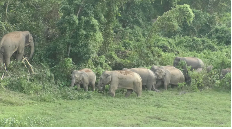 লামায় বন্যহাতির আক্রমণে শ্রমিক নিহত