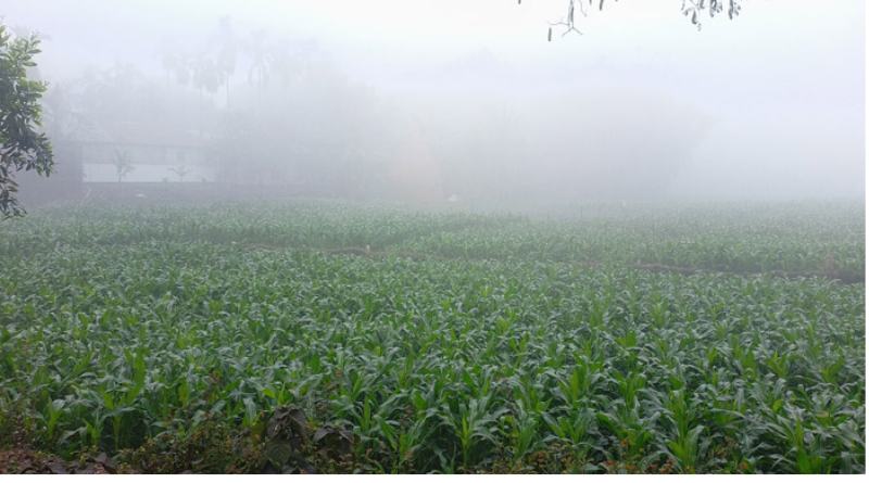 লালমনিরহাটে কুয়াশা আর ঠান্ডায় জবুথবু জীবন