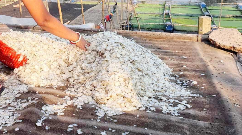 ব্রাহ্মণবাড়িয়ায় মাছের আঁশ থেকে আসে বৈদেশিক মুদ্রা