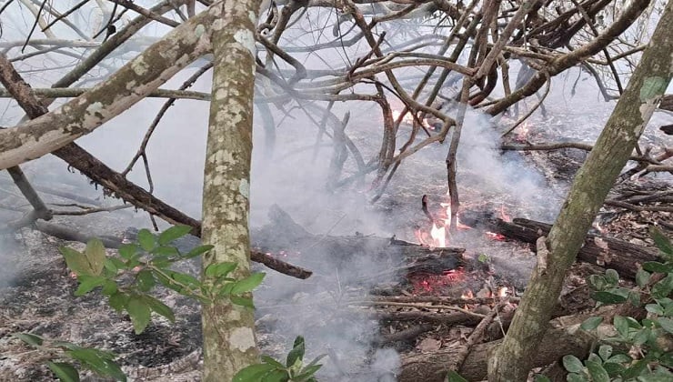 সুন্দরবনের আগুন রাতের মধ্যেই সম্পূর্ণ নিয়ন্ত্রণে আনতে সর্বাত্মক প্রচেষ্টা চালাচ্ছে বন বিভাগ