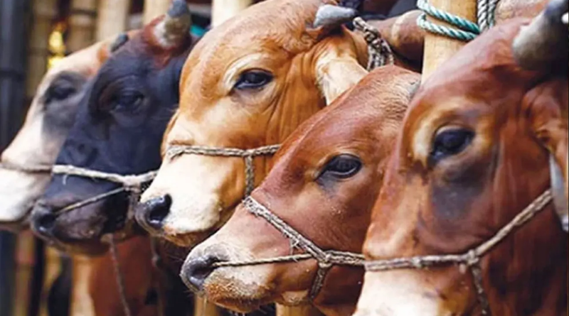 সড়কে বসানো যাবে না কোরবানির পশুর হাট