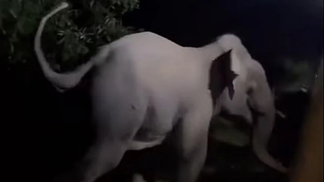 চালকের বিচক্ষণতায় রক্ষা পেল হাতির পাল