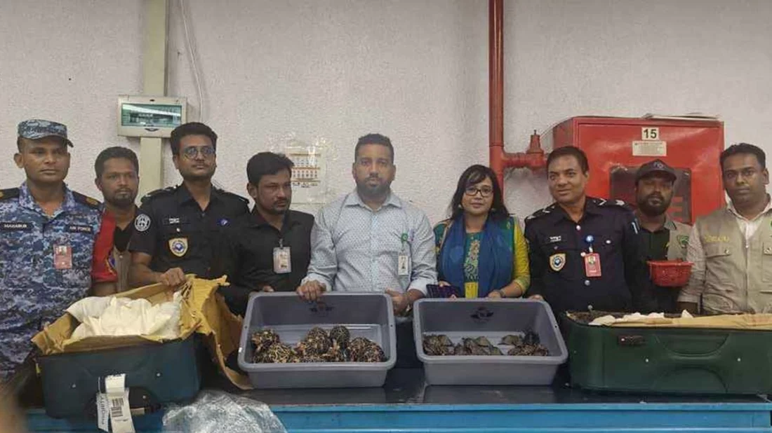 শাহজালাল বিমানবন্দর থেকে ৯২৫ কচ্ছপ উদ্ধার