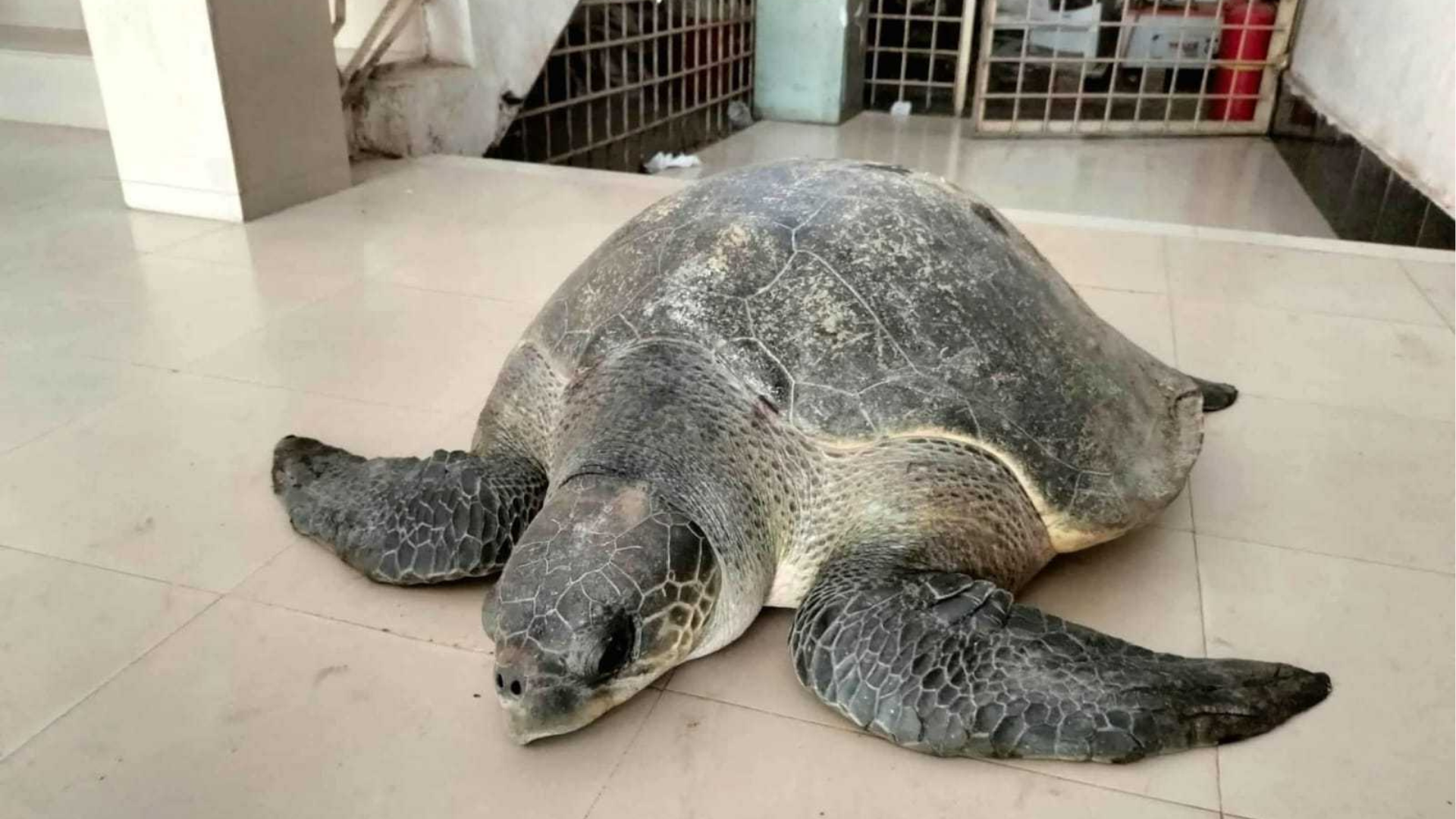 ভোলায় ৫০ কেজি ওজনের বিরল প্রজাতির কচ্ছপ উদ্ধার
