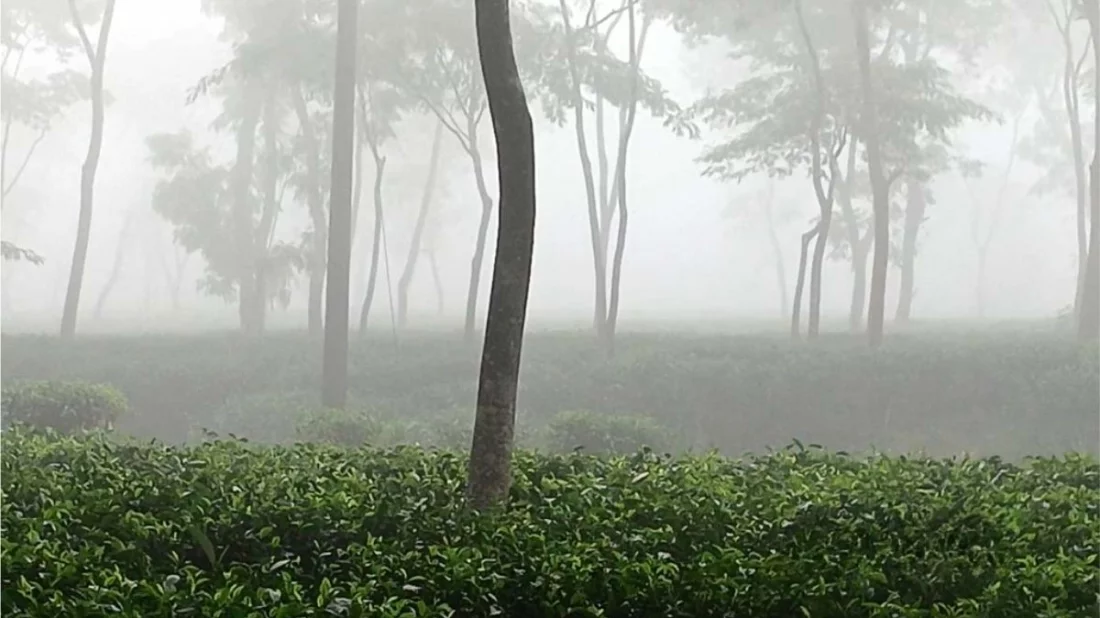 মৌসুমের সর্বনিম্ন তাপমাত্রা রেকর্ড শ্রীমঙ্গলে