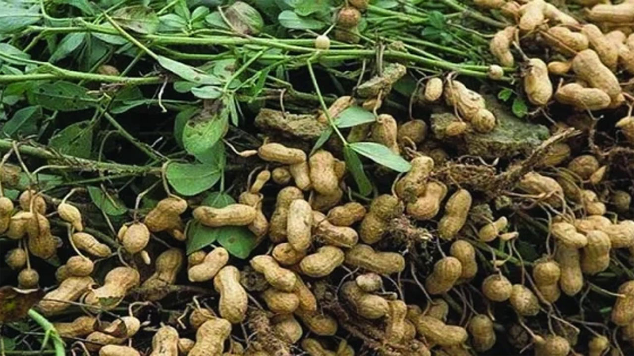 রংপুরে ২০০ কোটি টাকার চিনা বাদাম উৎপাদন